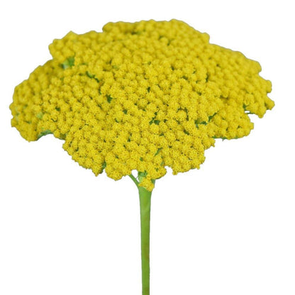Yellow Yarrow (Achillea) - Santa Maria Garden