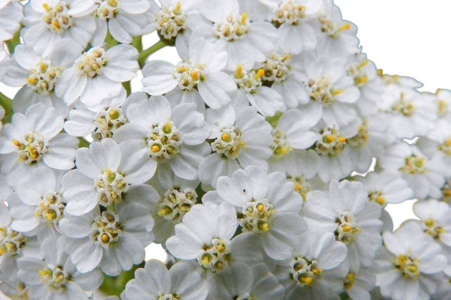 White Yarrow (Achillea) - Santa Maria Garden