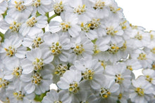 White Yarrow (Achillea) - Santa Maria Garden