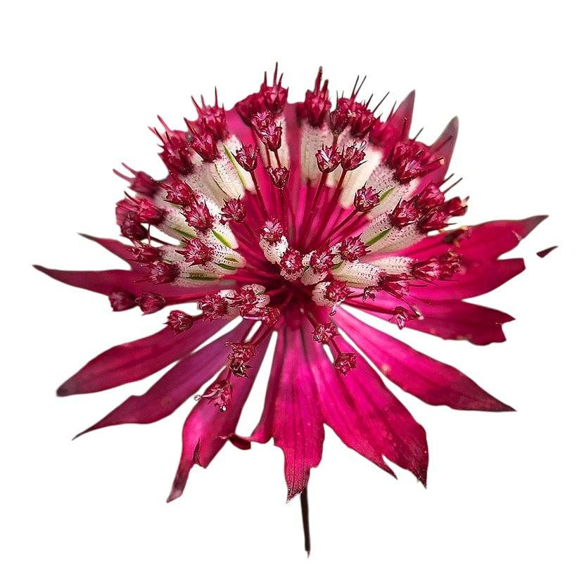 Astrantia - Red - Santa Maria Garden