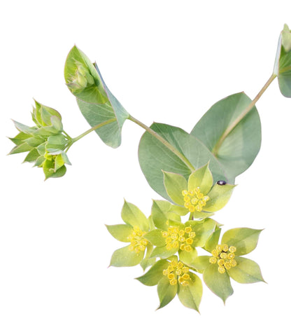 Bupleurum - Santa Maria Garden