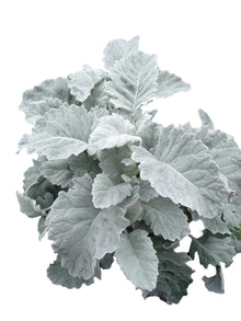 Dusty Miller - Santa Maria Garden