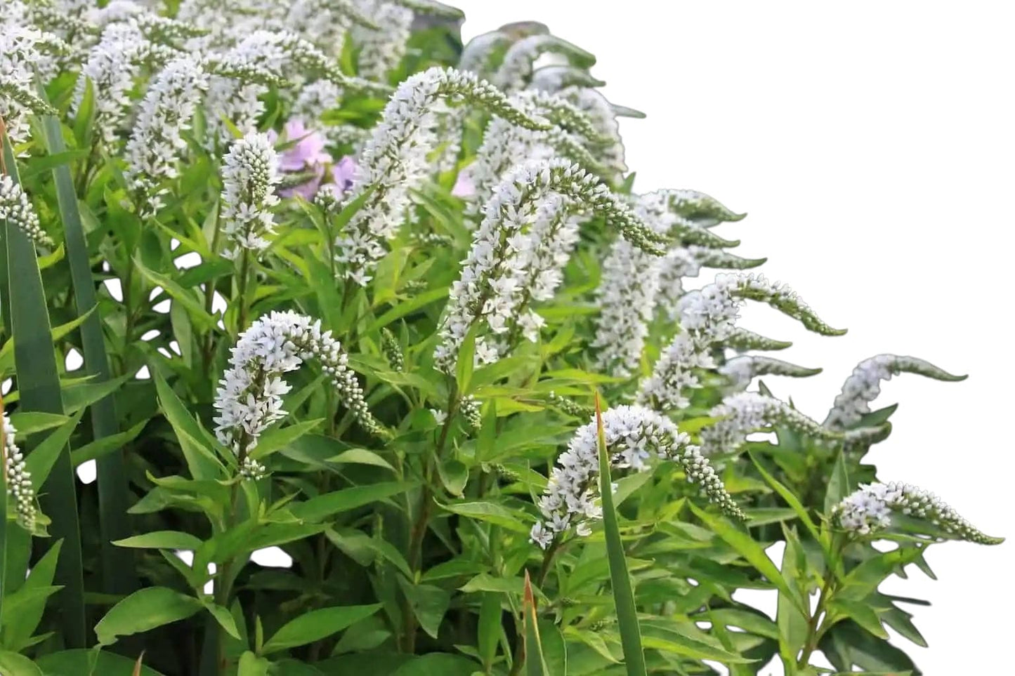 Lysimachia Huge - Santa Maria Garden