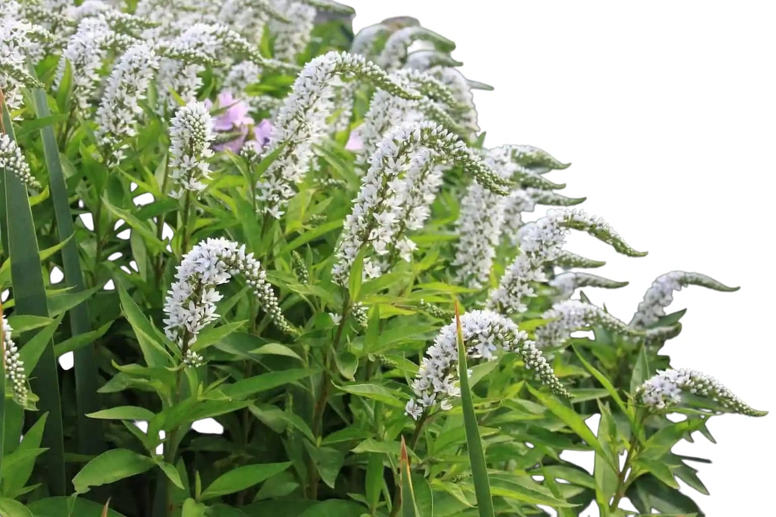 Lysimachia Huge - Santa Maria Garden