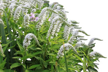 Lysimachia Huge - Santa Maria Garden