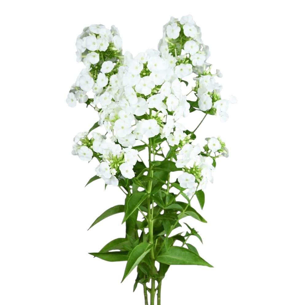 Phlox - White Ice Cap - Santa Maria Garden