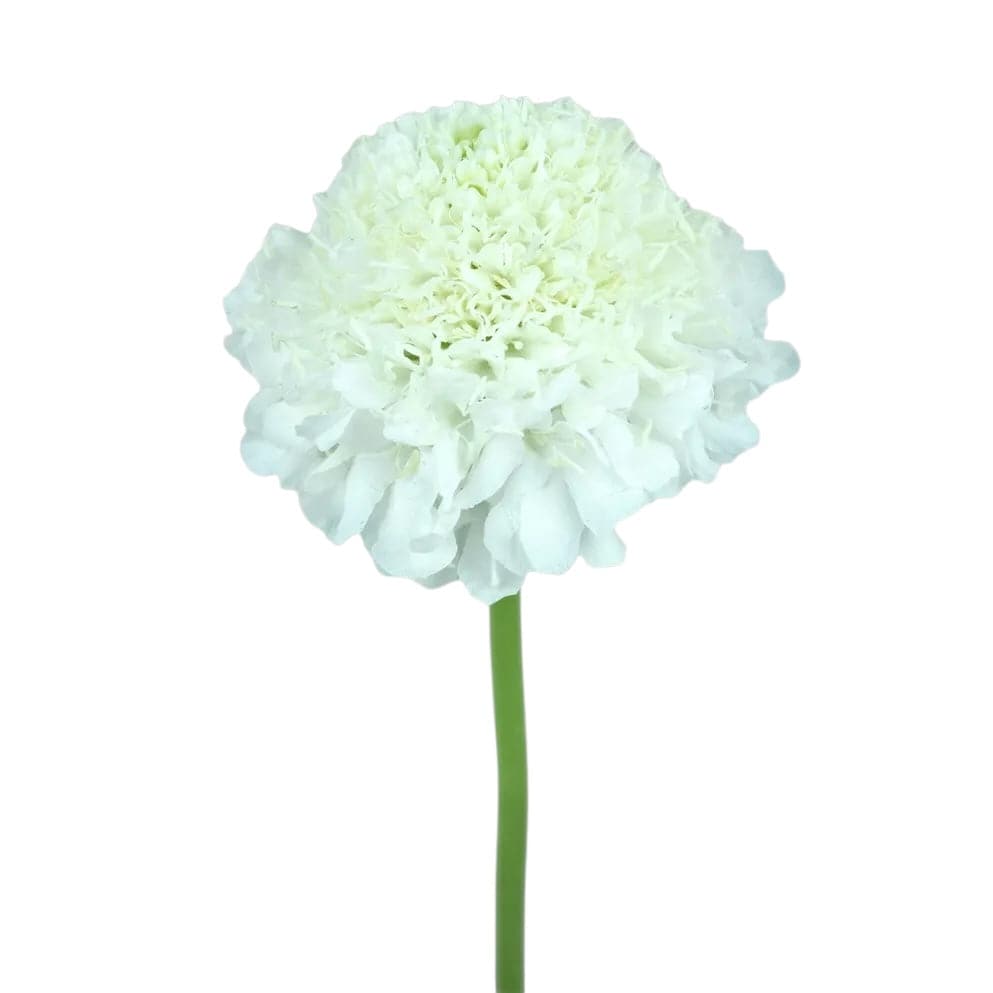 Scabiosa - White - Santa Maria Garden