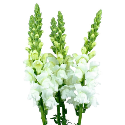 Snapdragon - White - Santa Maria Garden