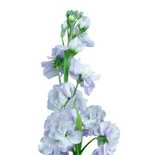 Stock - Light Lavender - Santa Maria Garden