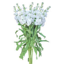 Stock - White - Santa Maria Garden