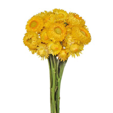 Strawflower - Yellow - Santa Maria Garden