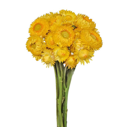 Strawflower - Yellow - Santa Maria Garden