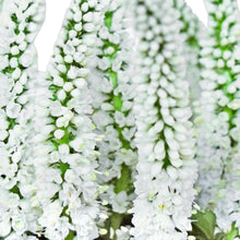 Veronica - White - Santa Maria Garden