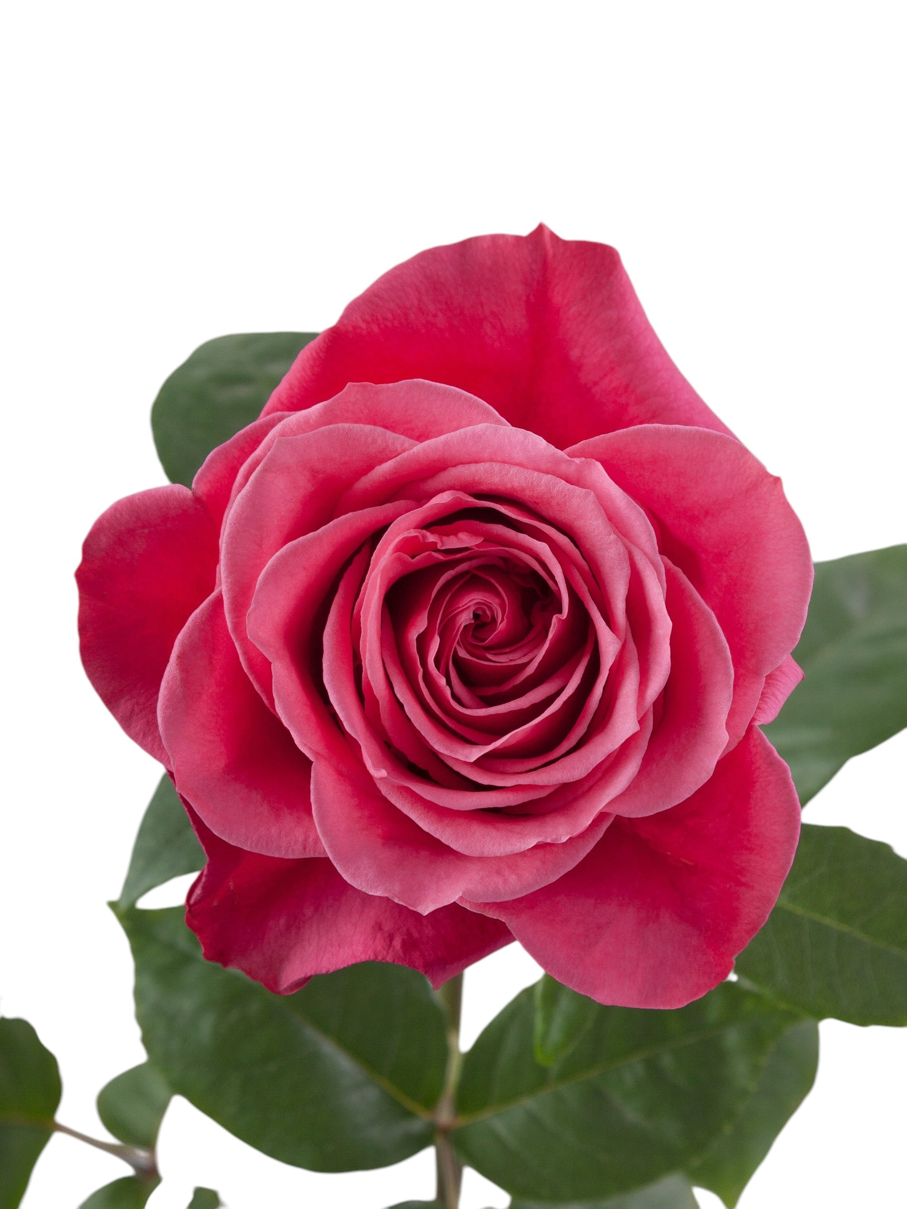 Premium Cherry Oh! - Santa Maria Garden