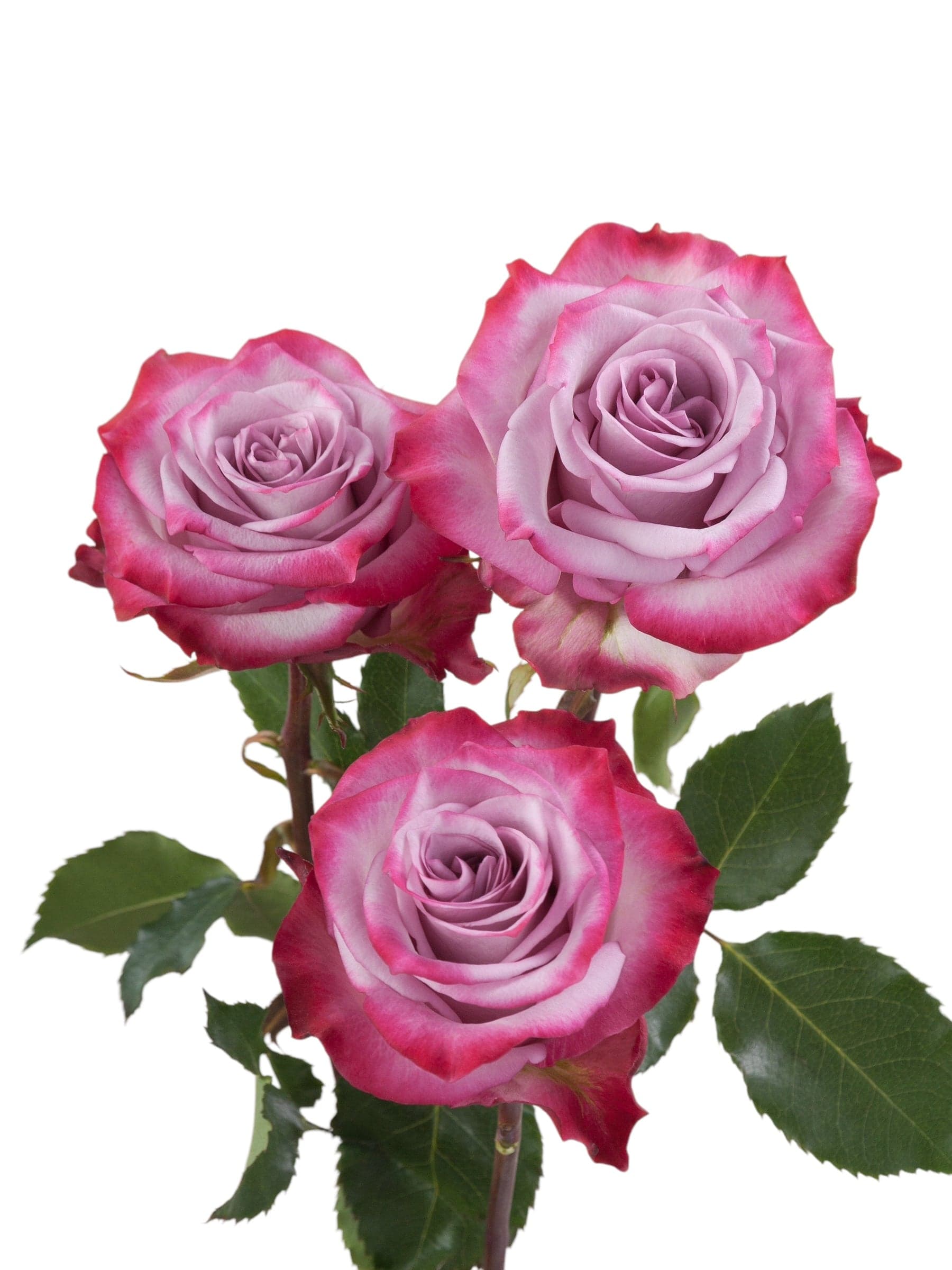 Premium deep purple roses - Santa Maria Garden