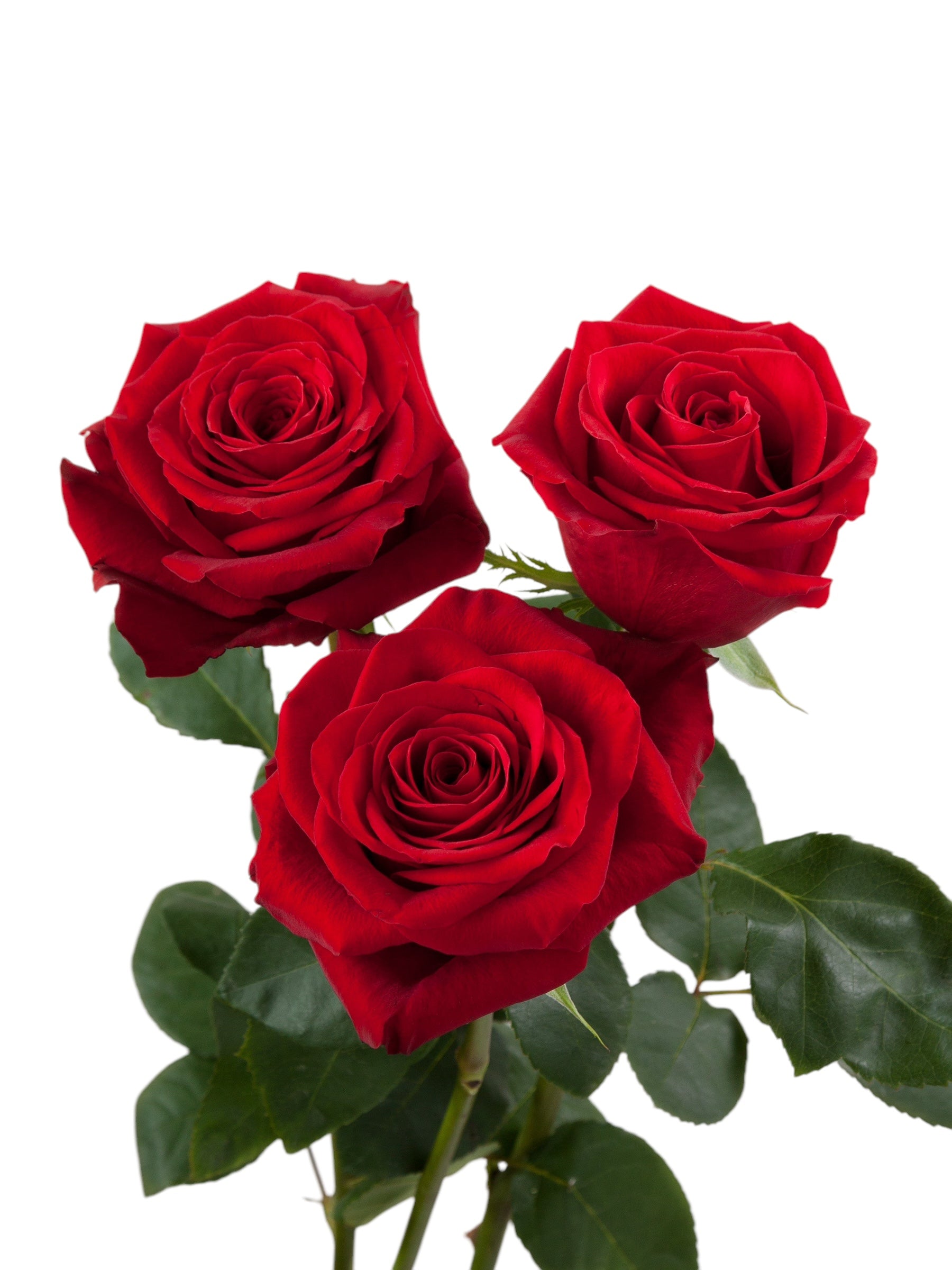 Classic Freedom Roses - Santa Maria Garden
