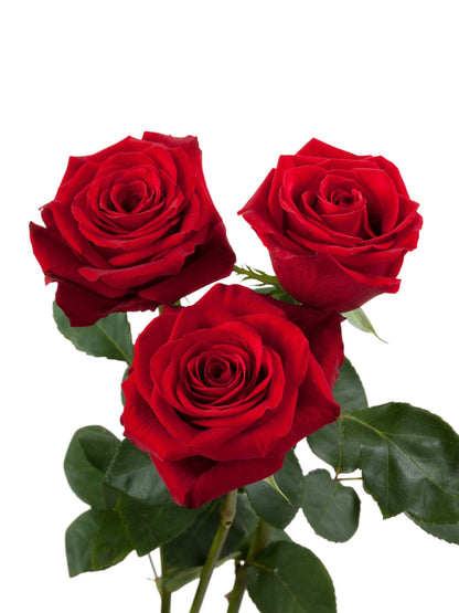 Classic Freedom Roses - Santa Maria Garden