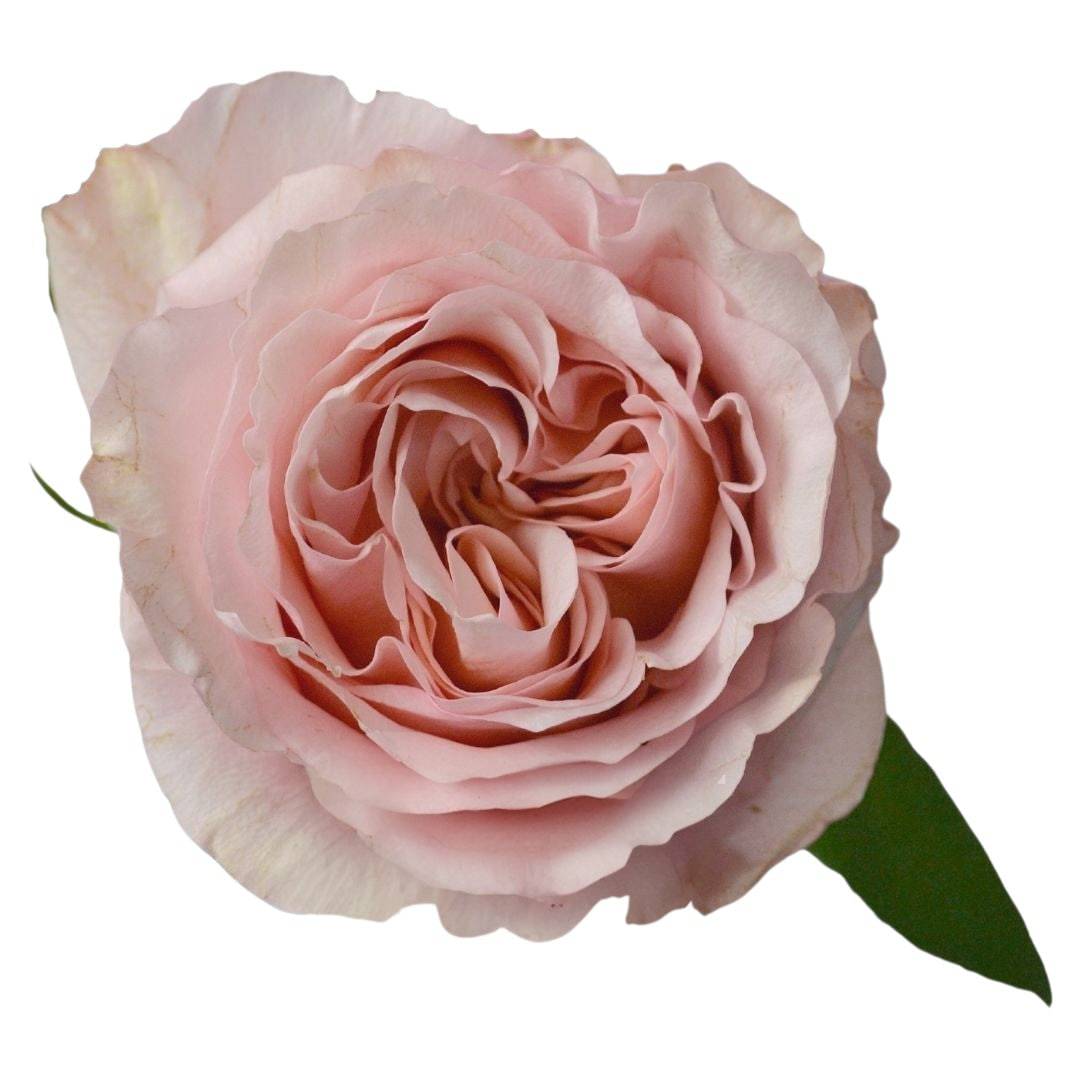 Premium Fascination - Santa Maria Garden