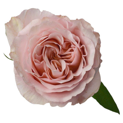 Premium Fascination - Santa Maria Garden