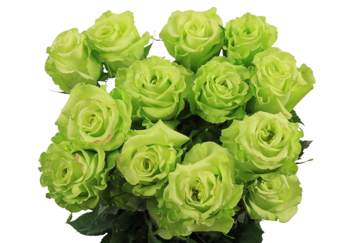 Premium Super Green - Santa Maria Garden