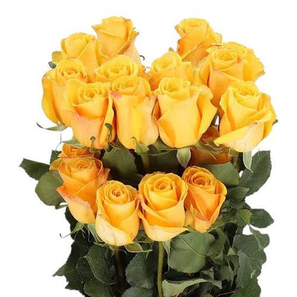 Super Premium Bumblebee - Santa Maria Garden