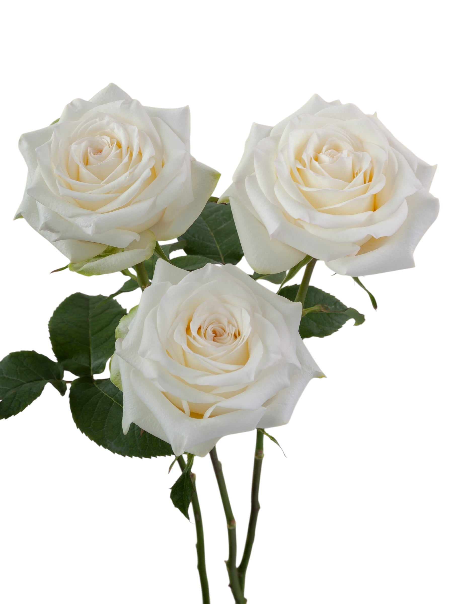 Super Premium Candlelight - Santa Maria Garden