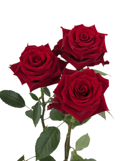 Super Premium Explorer Roses - Santa Maria Garden