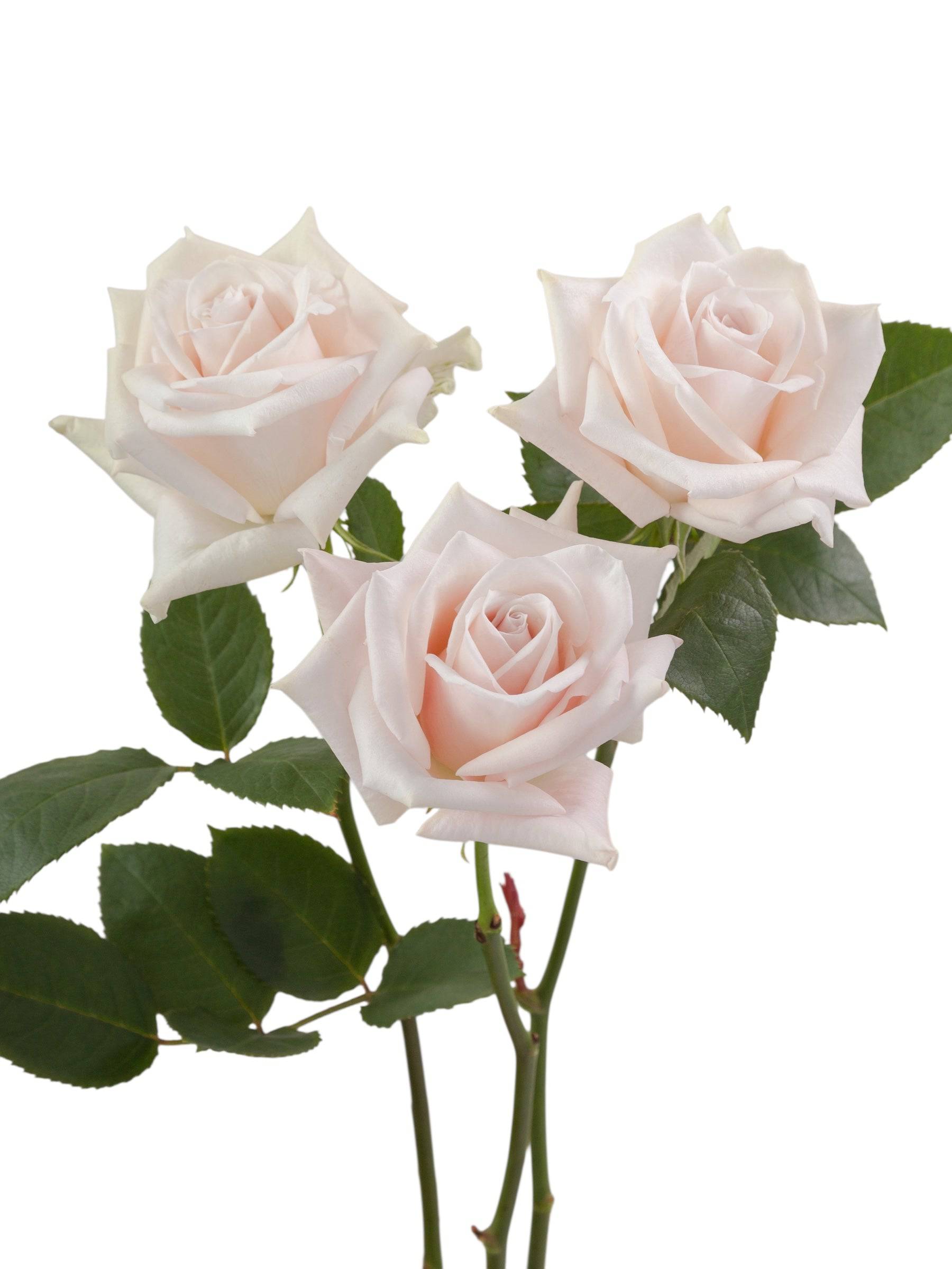 Super Premium Sweet Escimo - Santa Maria Garden