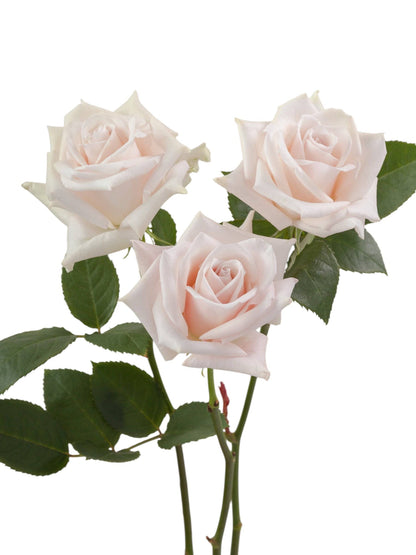 Super Premium Sweet Escimo - Santa Maria Garden
