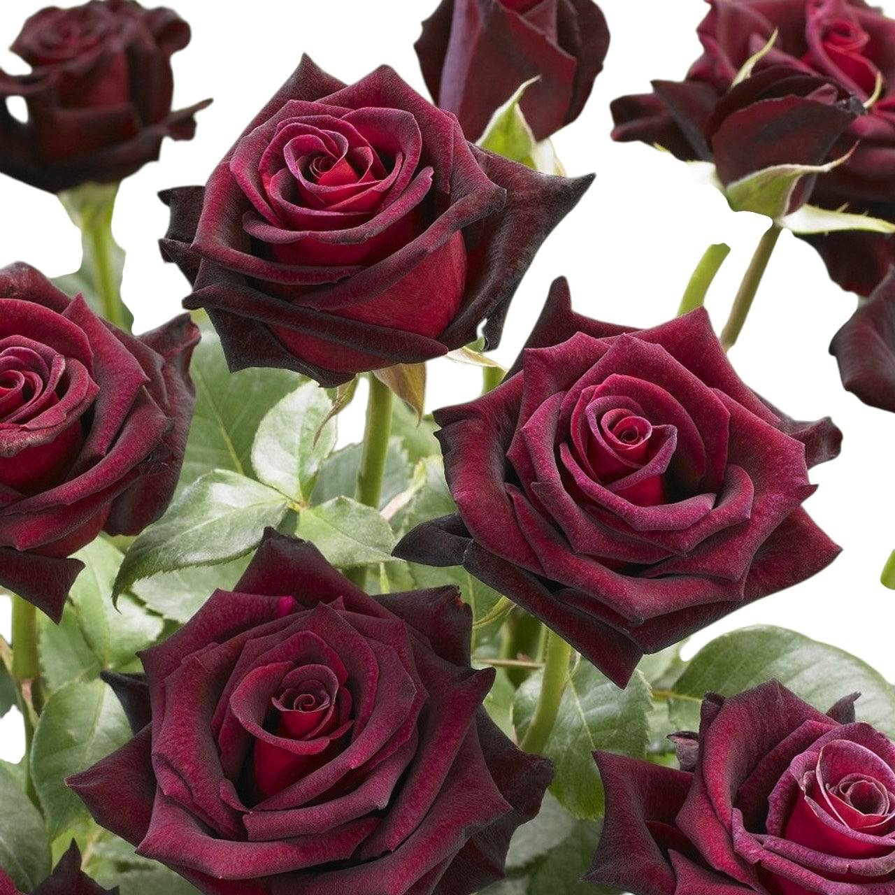 Diamond Black Baccara - Santa Maria Garden