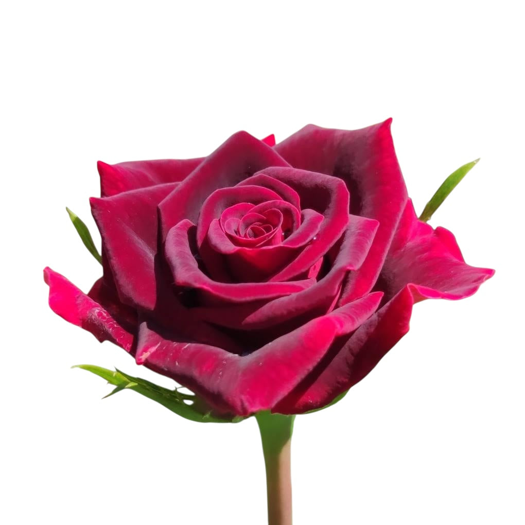 Diamond Black Beauty - Santa Maria Garden