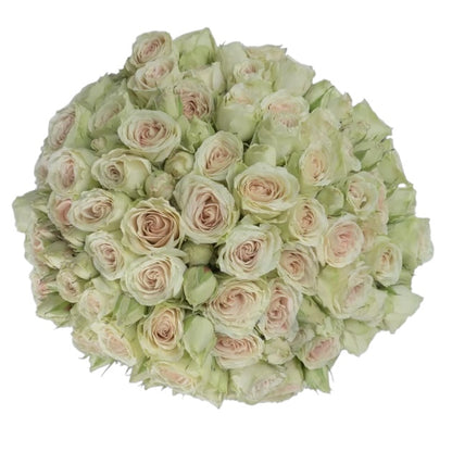 Classic Green Rosever - Santa Maria Garden