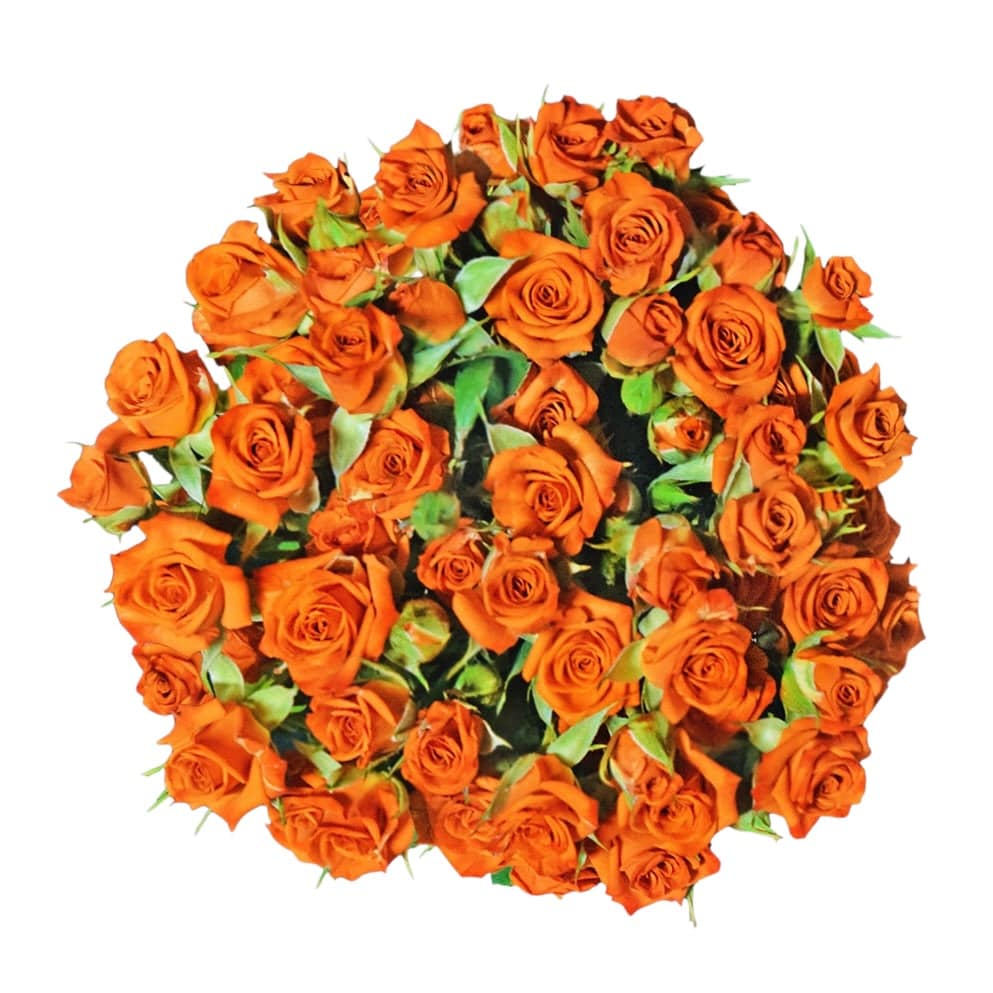 Classic Neorange - Santa Maria Garden