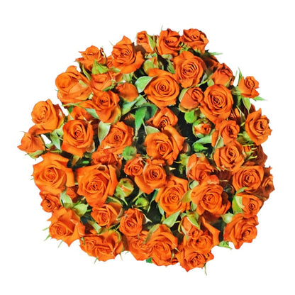 Classic Neorange - Santa Maria Garden
