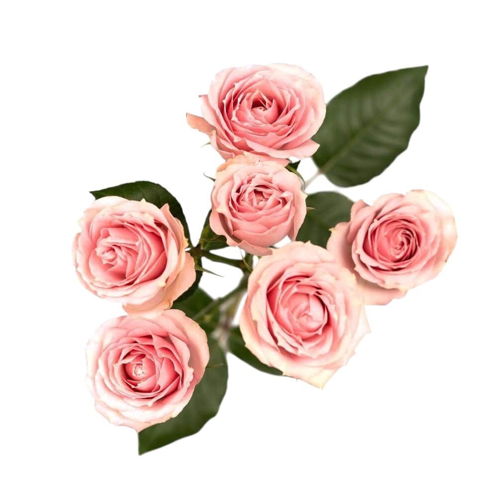Classic Pink Irishka - Santa Maria Garden