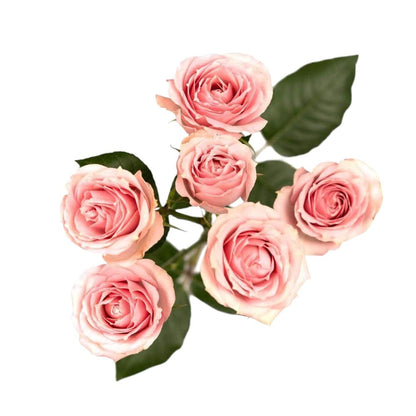 Classic Pink Irishka - Santa Maria Garden
