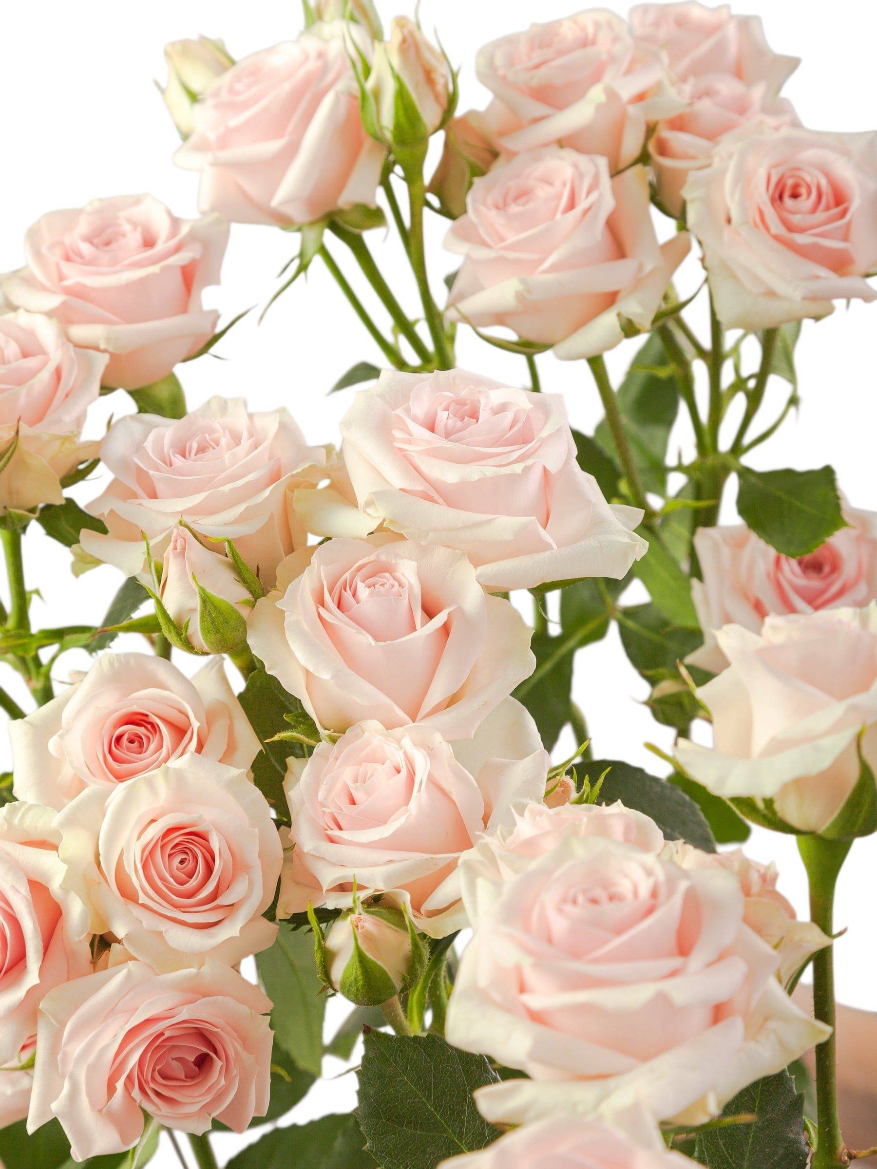 Classic Star Blush - Santa Maria Garden