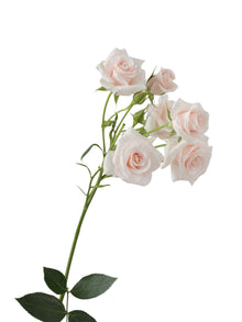 Premium Pink Majolika - Santa Maria Garden