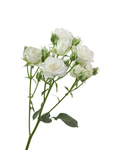 Premium Snowflake - Santa Maria Garden