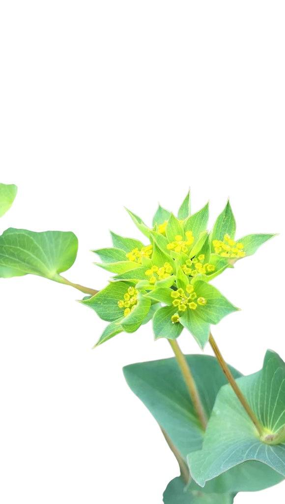 Bupleurum - Santa Maria Garden