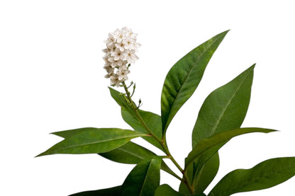 Lysimachia Huge - Santa Maria Garden