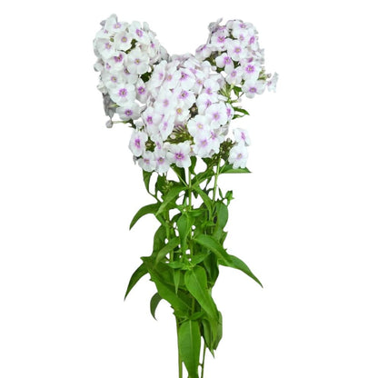 Phlox - Miss Marple - Santa Maria Garden