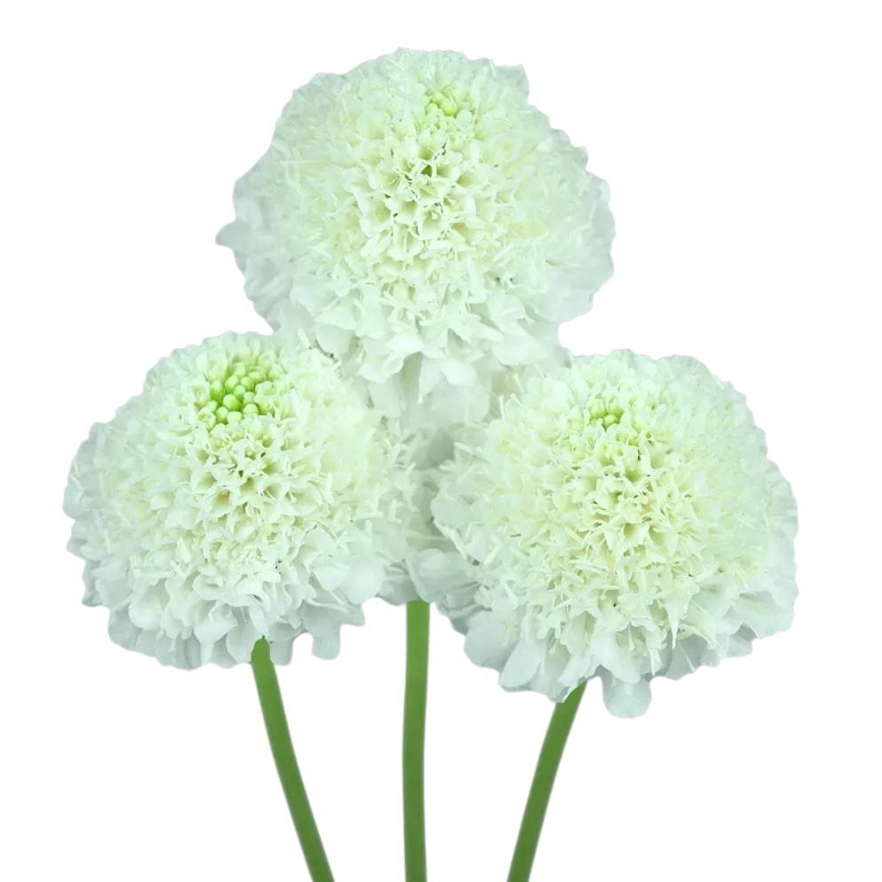 Scabiosa - White - Santa Maria Garden
