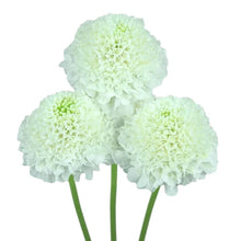Scabiosa - White - Santa Maria Garden