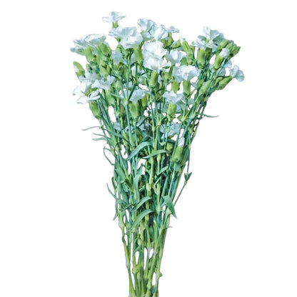Solomio - White Round Edges - Santa Maria Garden