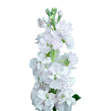 Stock - Light Pink - Santa Maria Garden