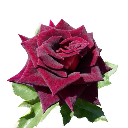 Diamond Black Beauty - Santa Maria Garden