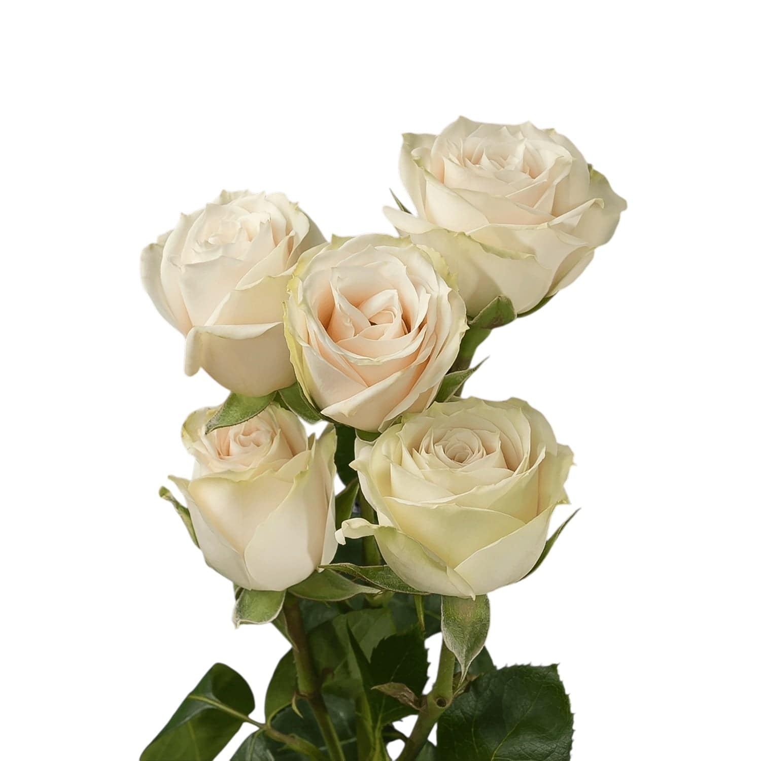 Classic Cream Irishka - Santa Maria Garden