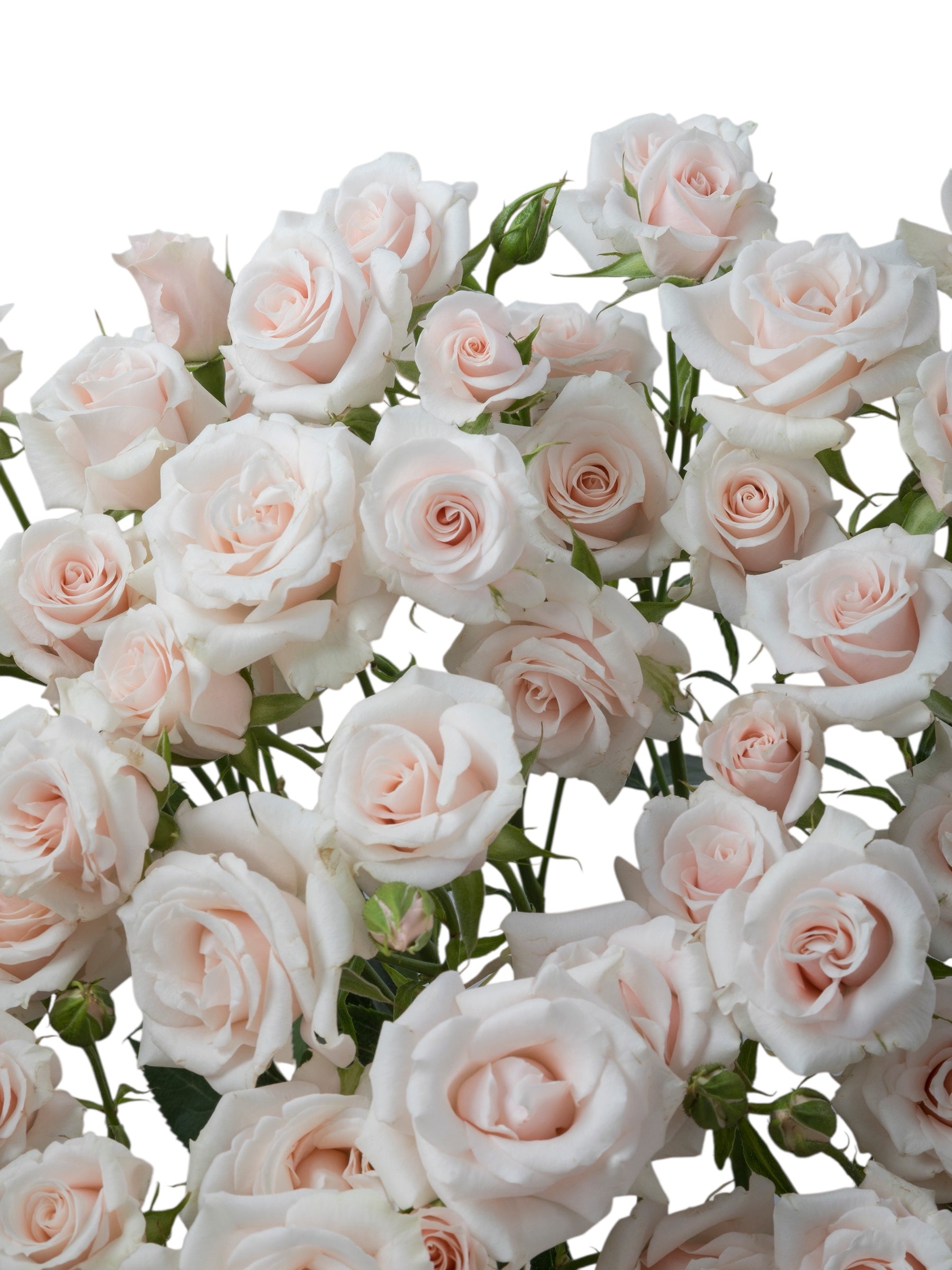 Premium Pink Majolika - Santa Maria Garden