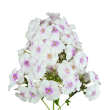 Phlox - Miss Marple - Santa Maria Garden
